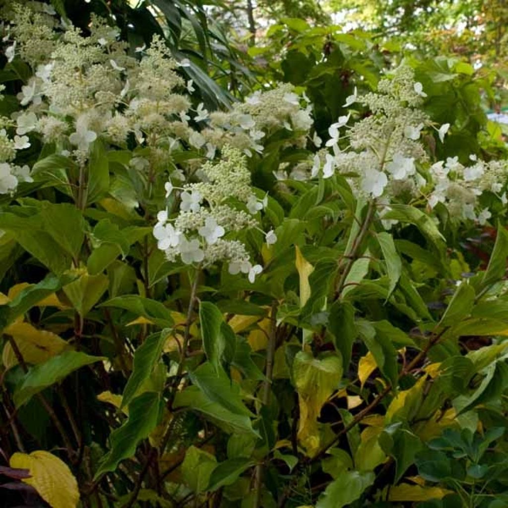 Hortênsia paniculata Kyushu