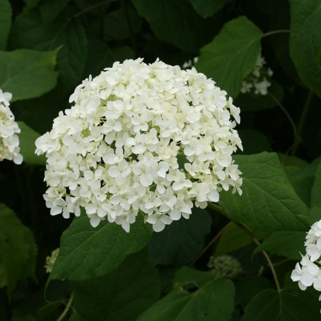 Hortênsia arborescens Annabelle