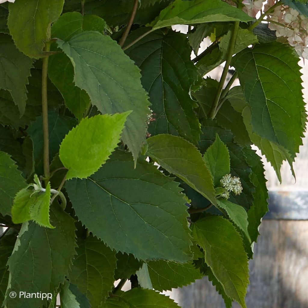 Hortênsia arborescens Candybelle® Bubblegum
