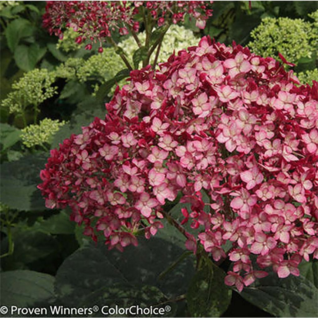 Hortênsia arborescens Ruby Annabelle