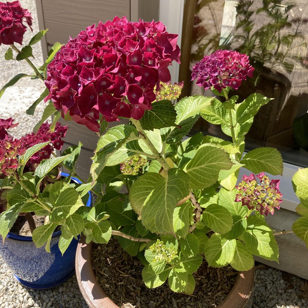 Hortênsia macrophylla Beautensia Dali