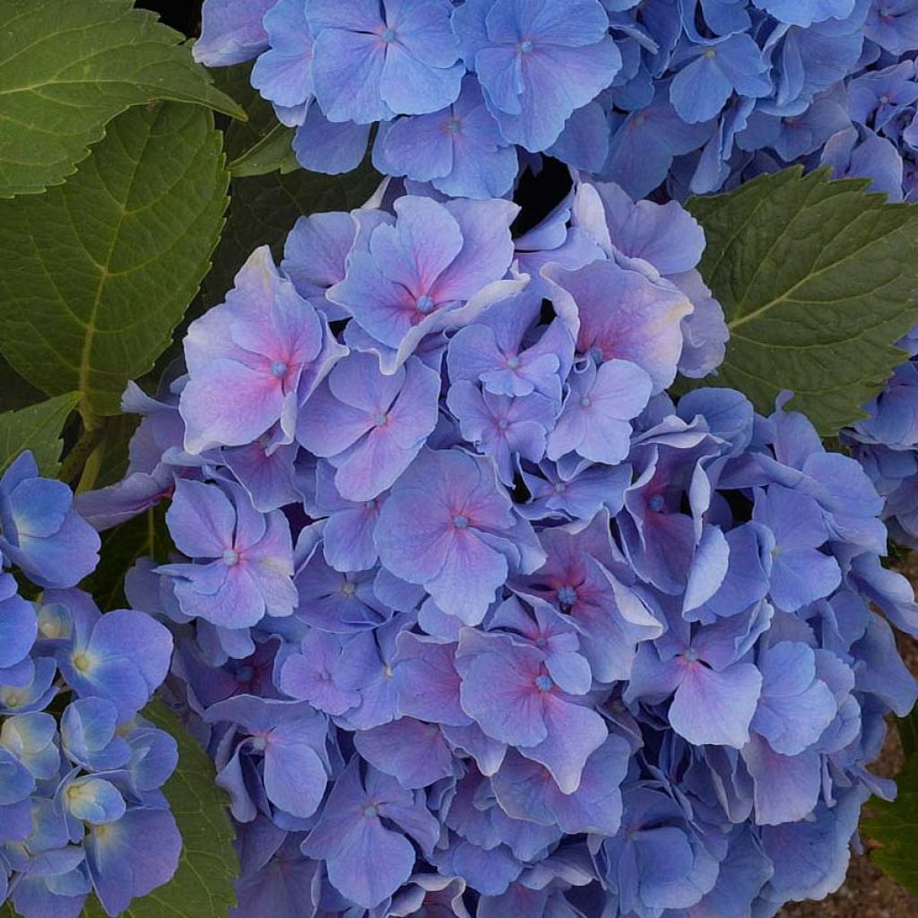 Hortênsia macrophylla Benelux Azul