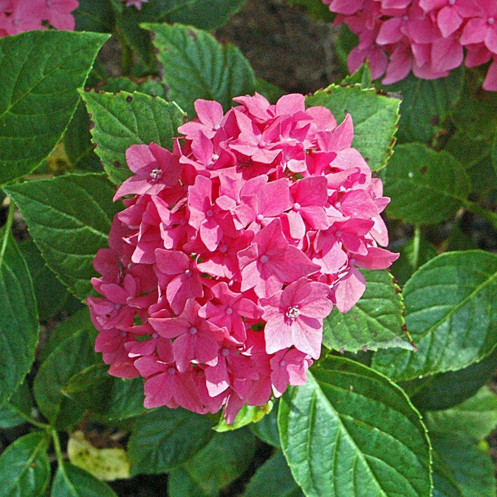 Hortênsia macrophylla Pia