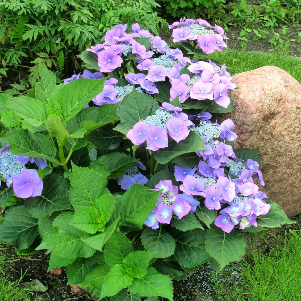 Hortênsia macrophylla Teller Azul