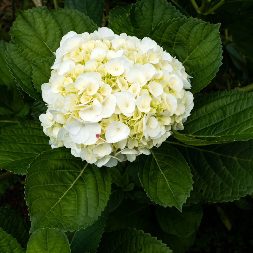 Hortênsia macrophylla Wudu