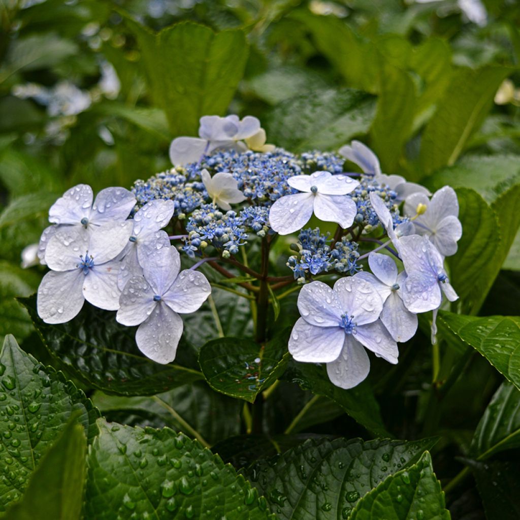 Hortênsia macrophylla Blue Wave