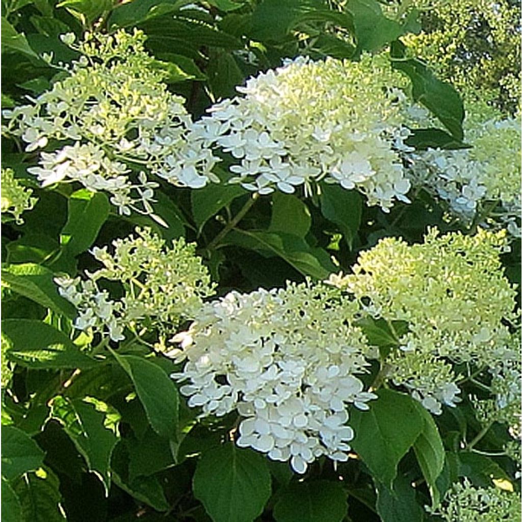 Hortênsia paniculata Bombshell