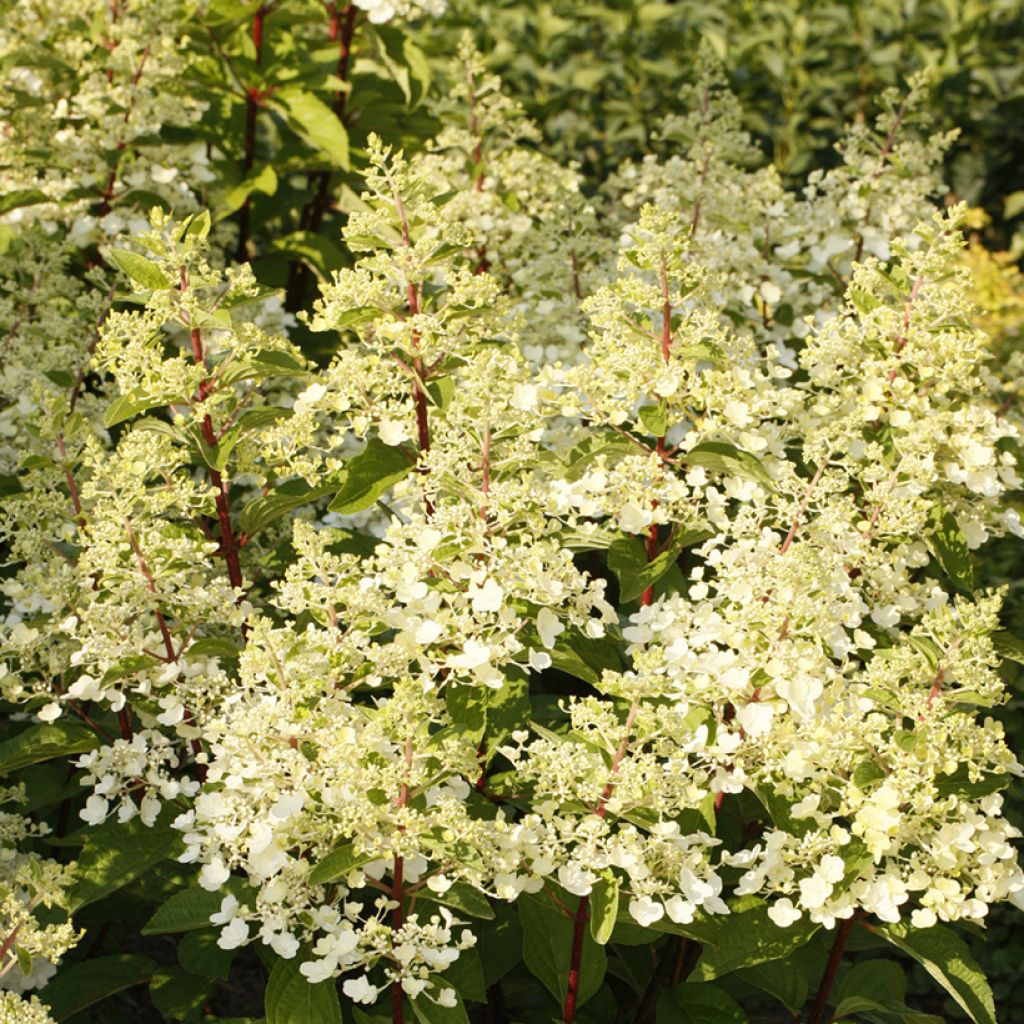 Hortênsia paniculata Candlelight