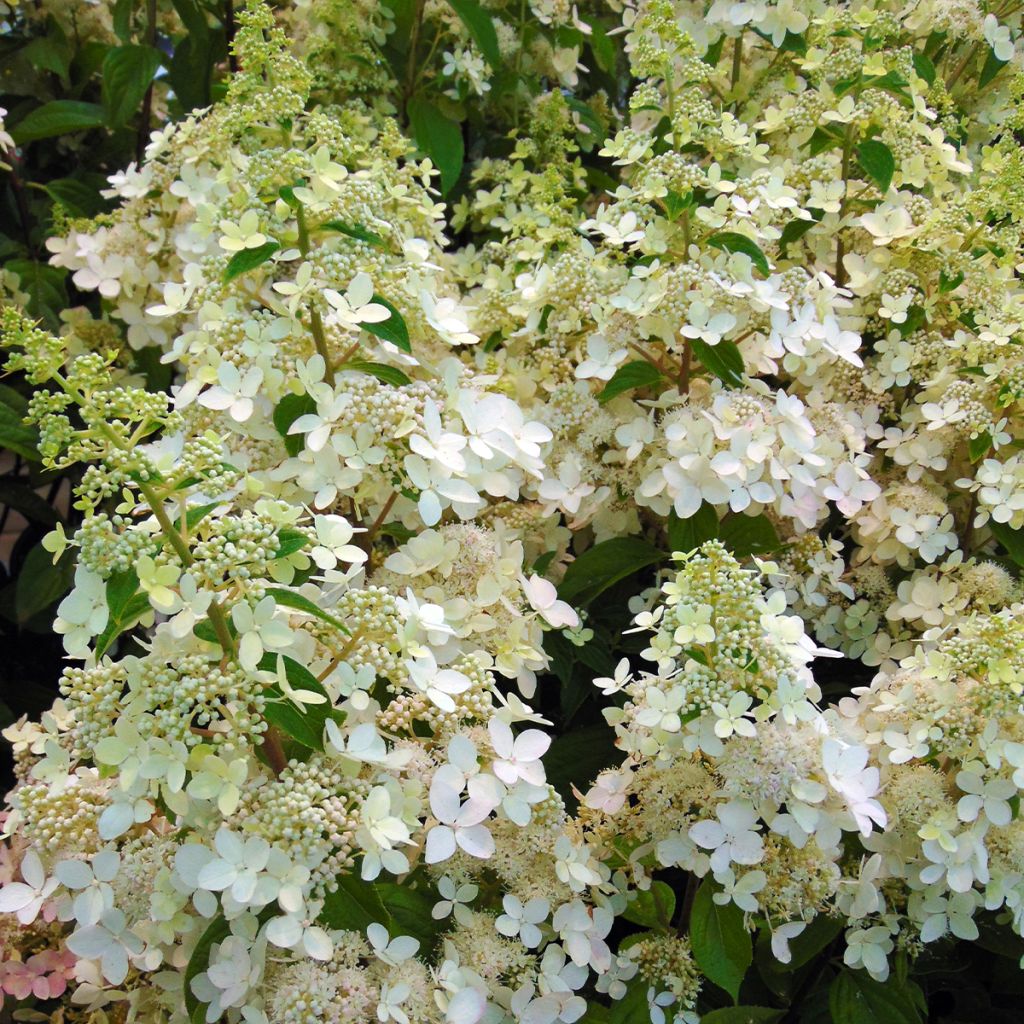 Hortênsia paniculata Confetti