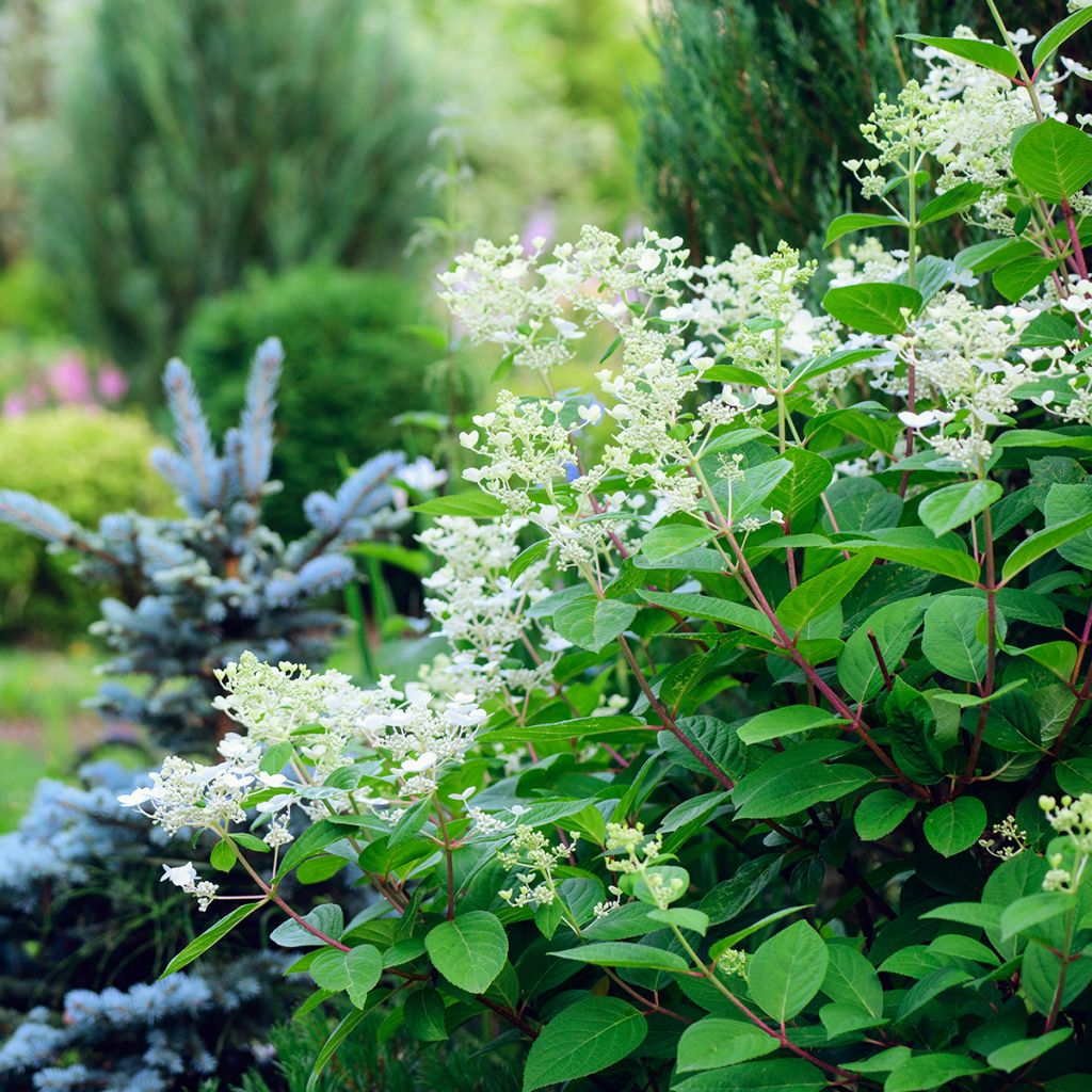 Hortênsia paniculata Early Sensation
