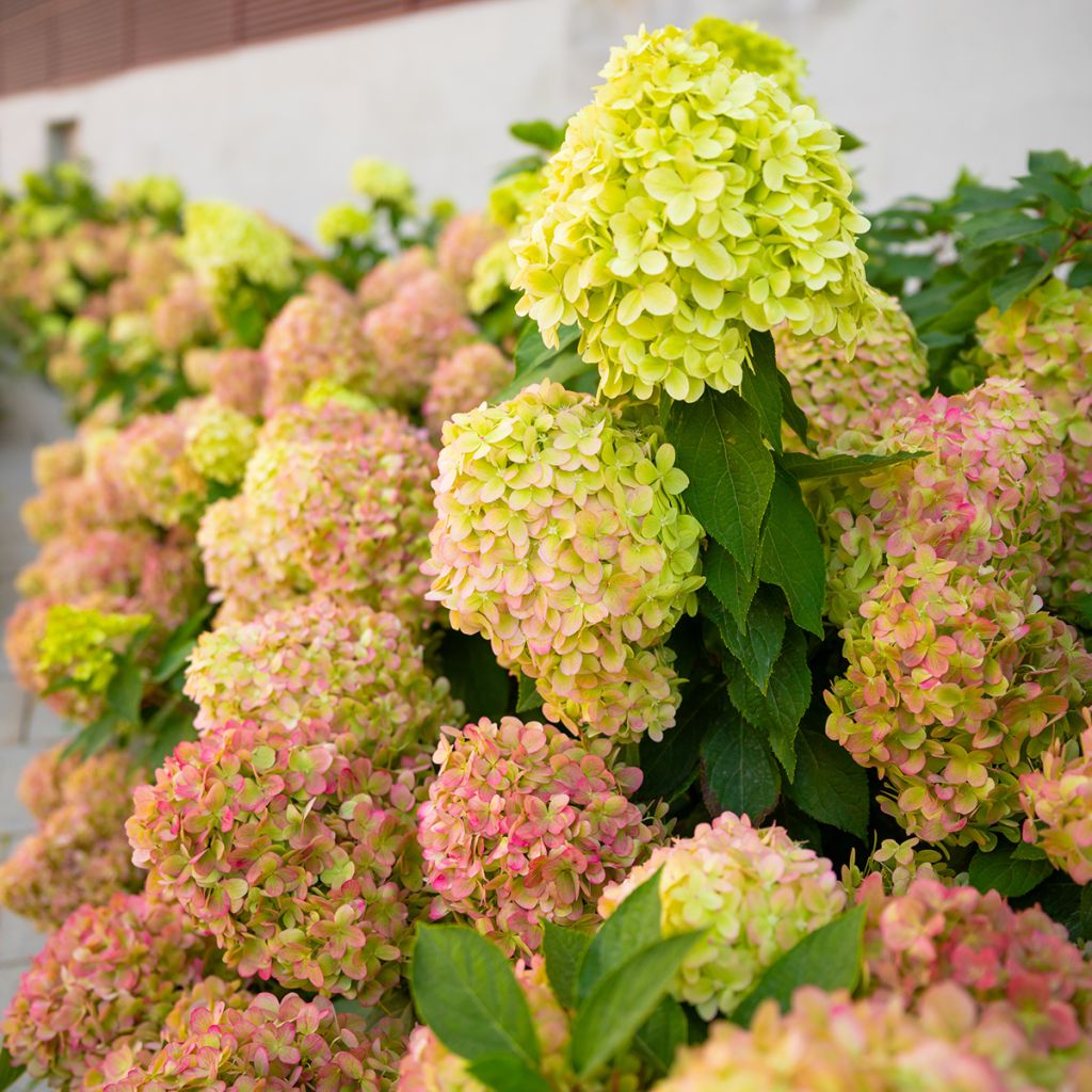 Hortênsia paniculata Graffiti