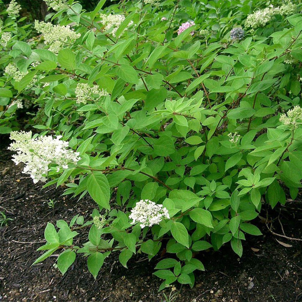 Hortênsia paniculata Grandiflora