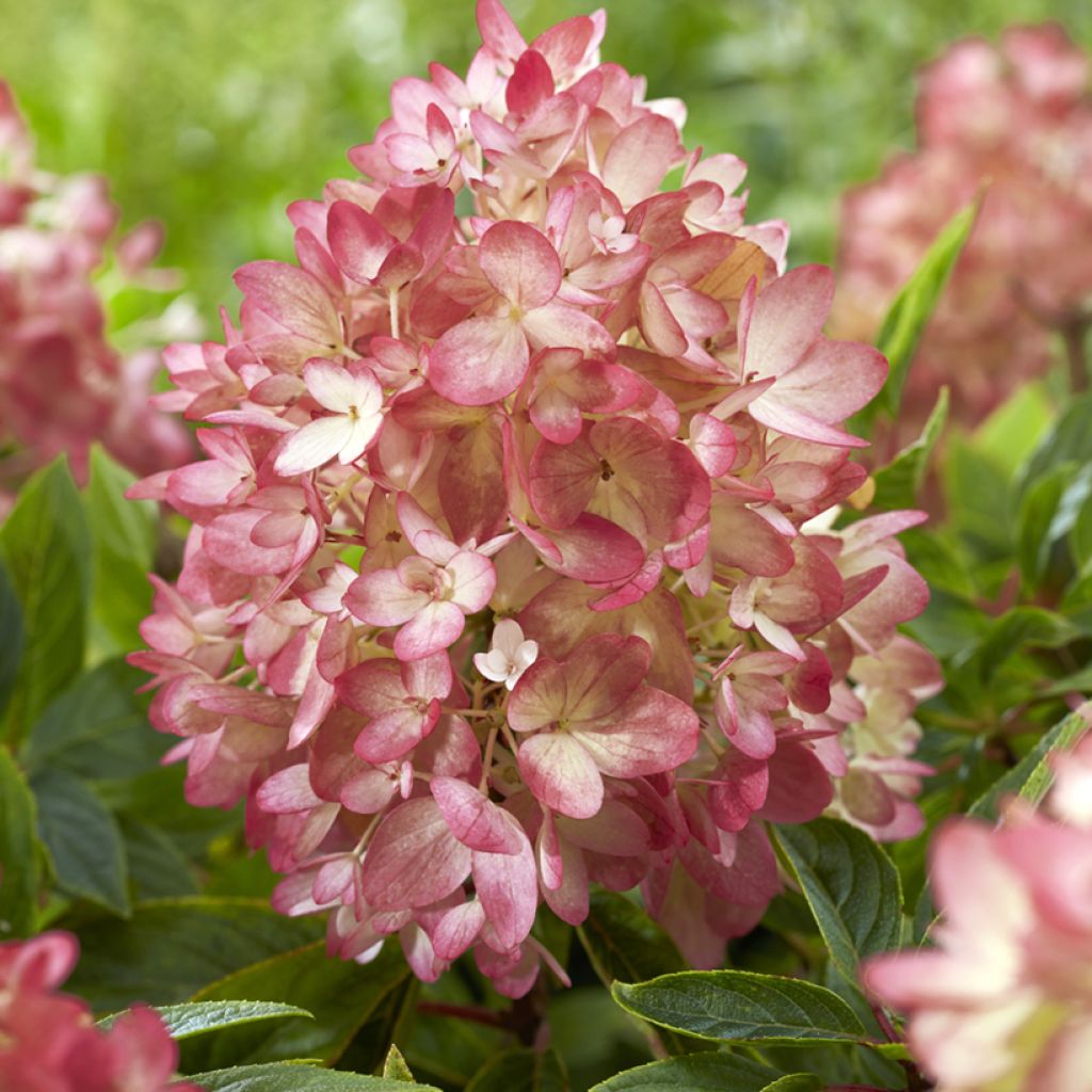 Hortênsia paniculata Anã Groundbreaker Blush