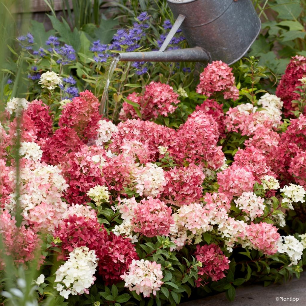 Hortênsia paniculata Anã Groundbreaker Ruby