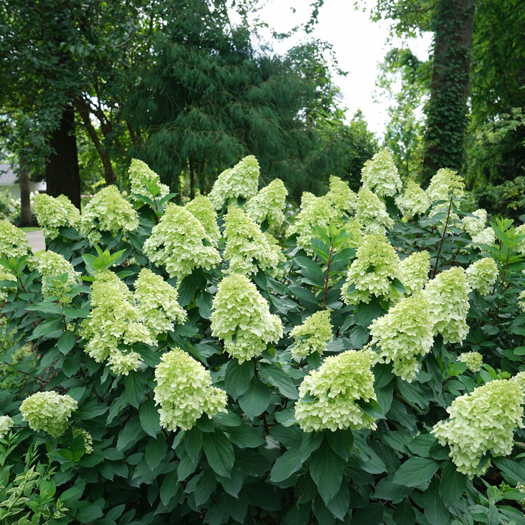 Hortênsia paniculata Limelight Prime