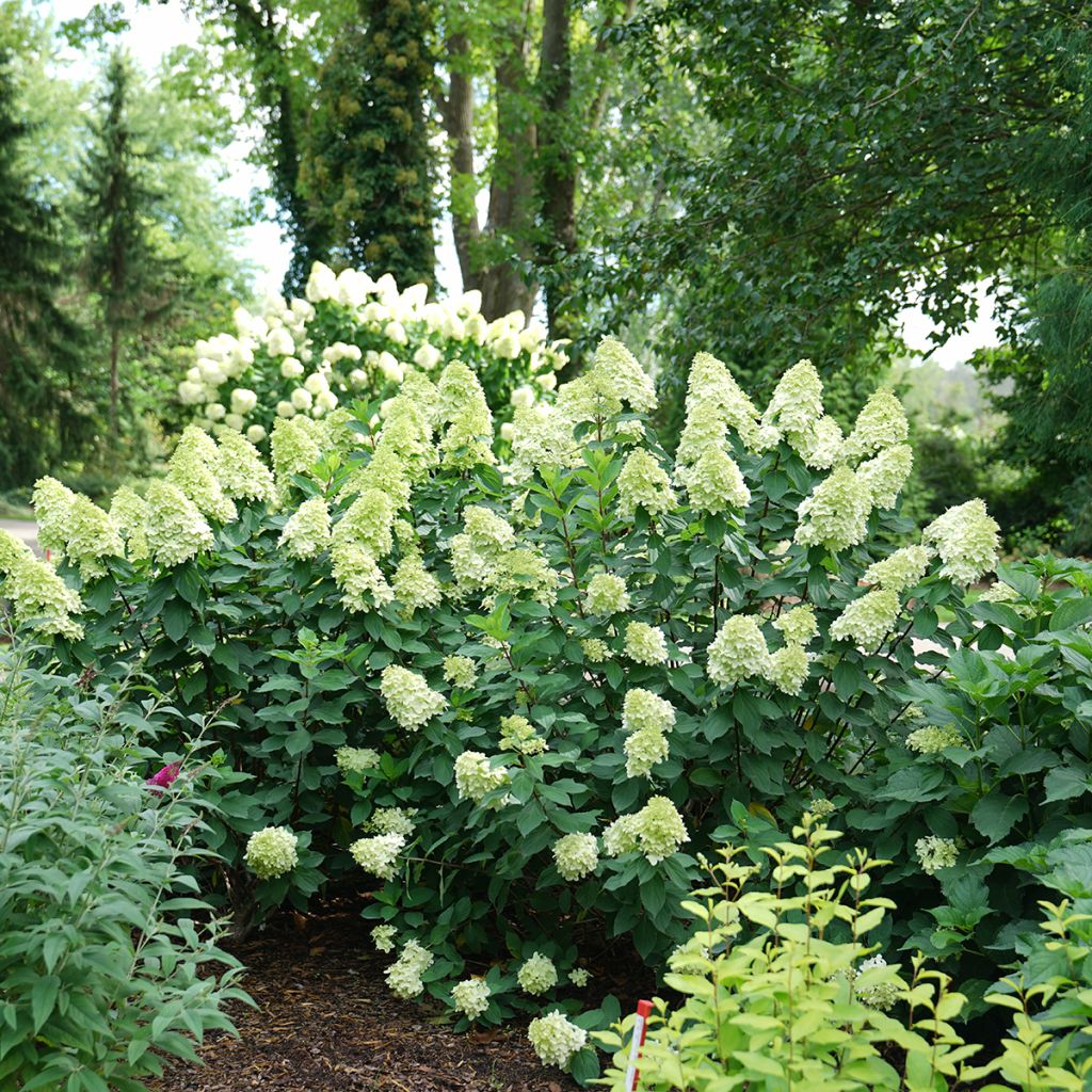 Hortênsia paniculata Limelight Prime
