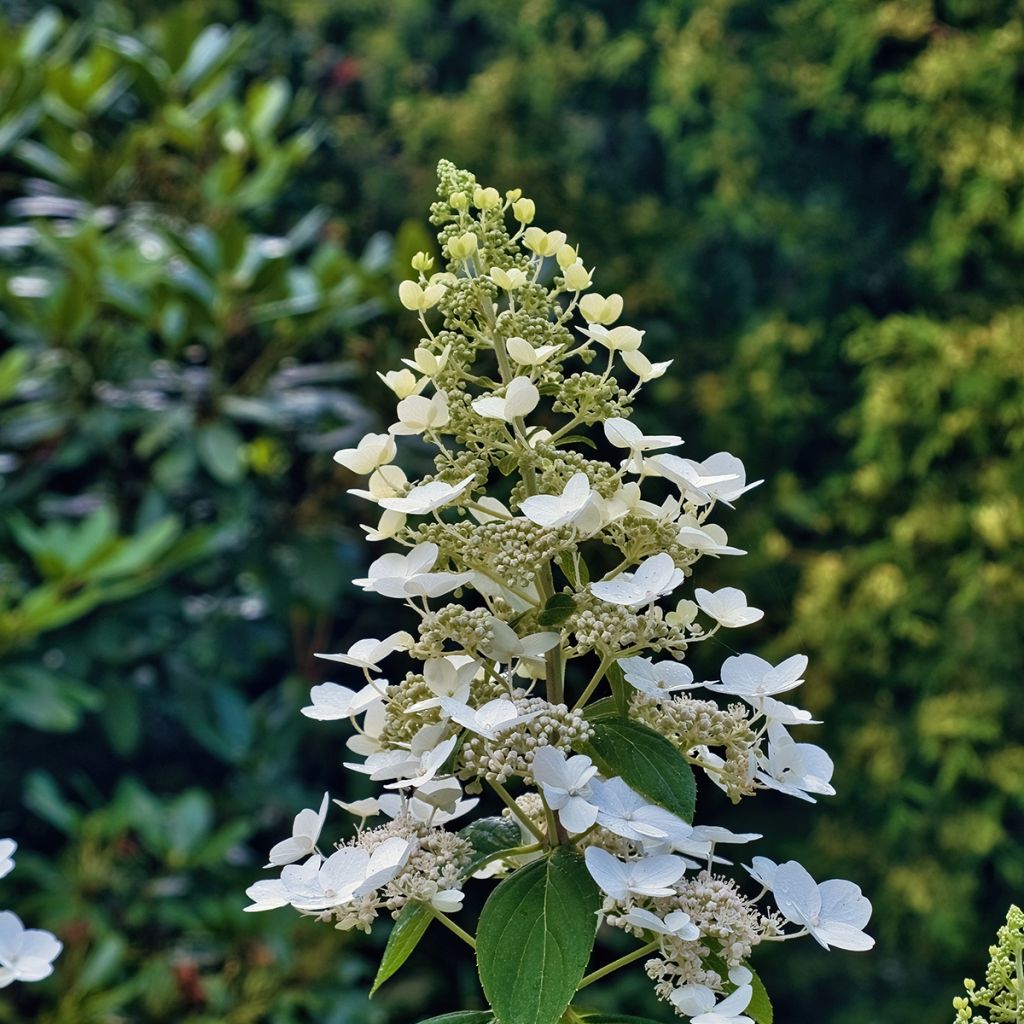 Hortênsia paniculata Levana