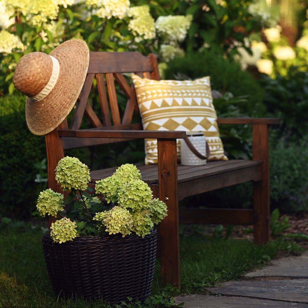 Hortênsia paniculata Little Lime