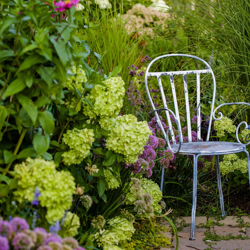 Hortênsia paniculata Little Lime