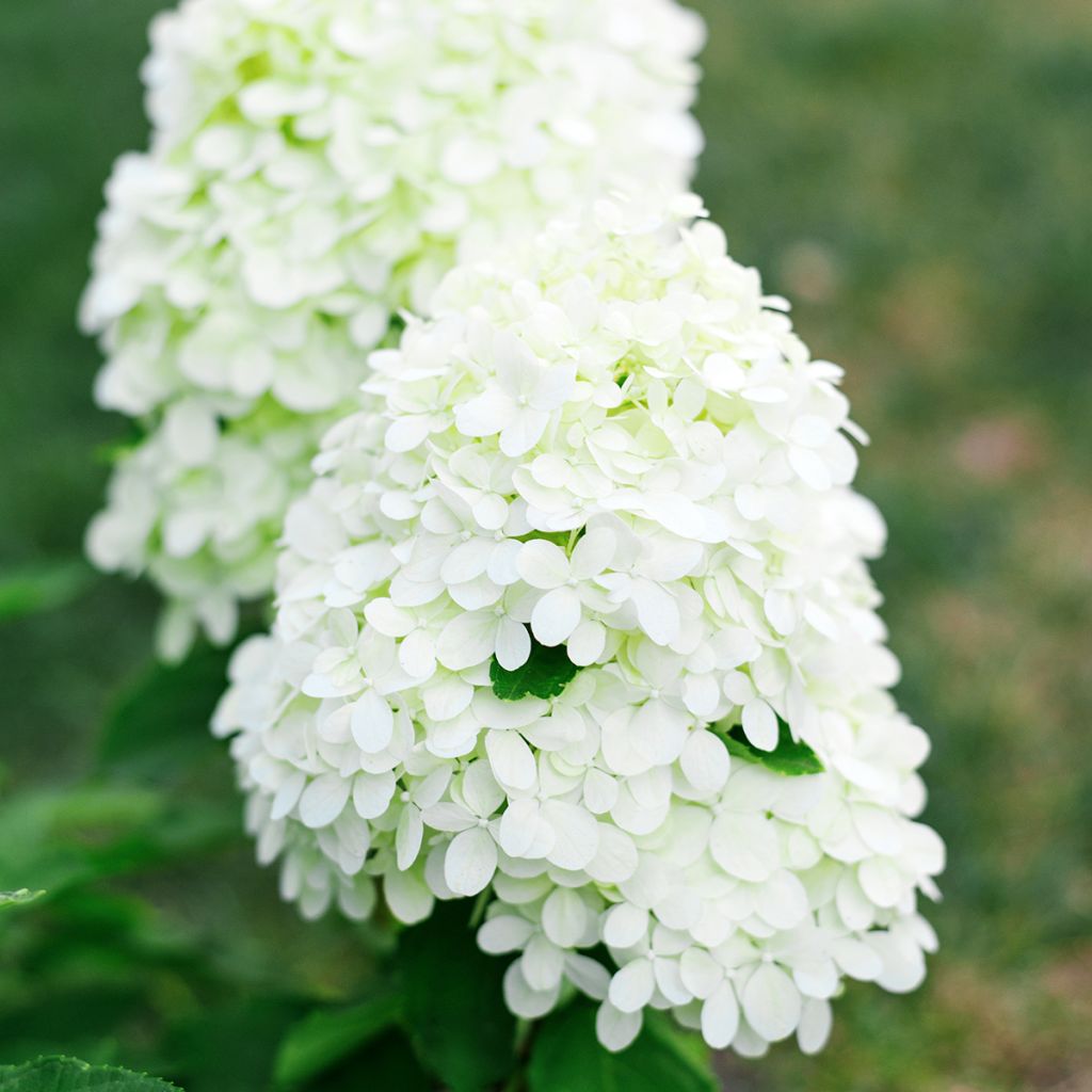 Hortênsia paniculata Little Spooky