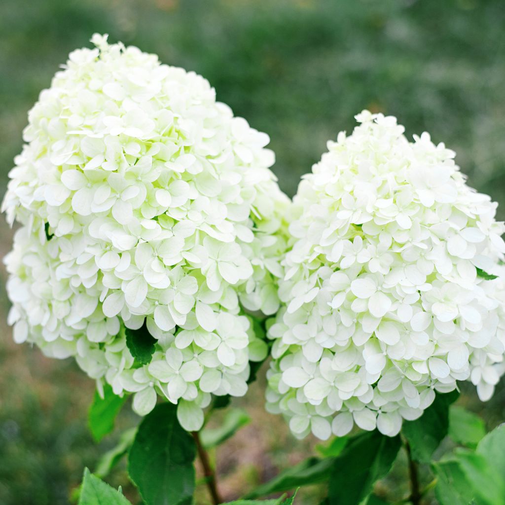Hortênsia paniculata Little Spooky