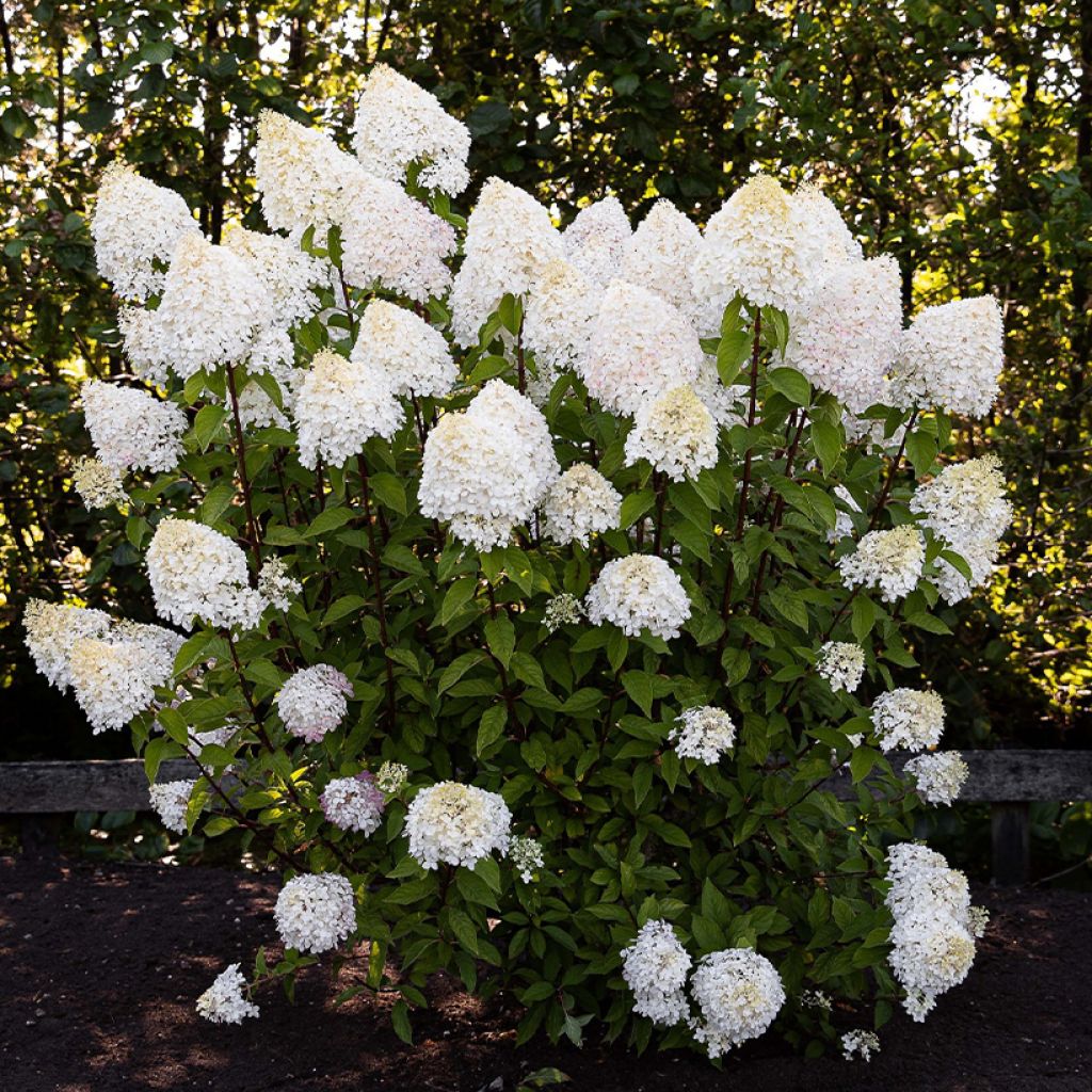 Hortênsia paniculata Living Pink & Rose