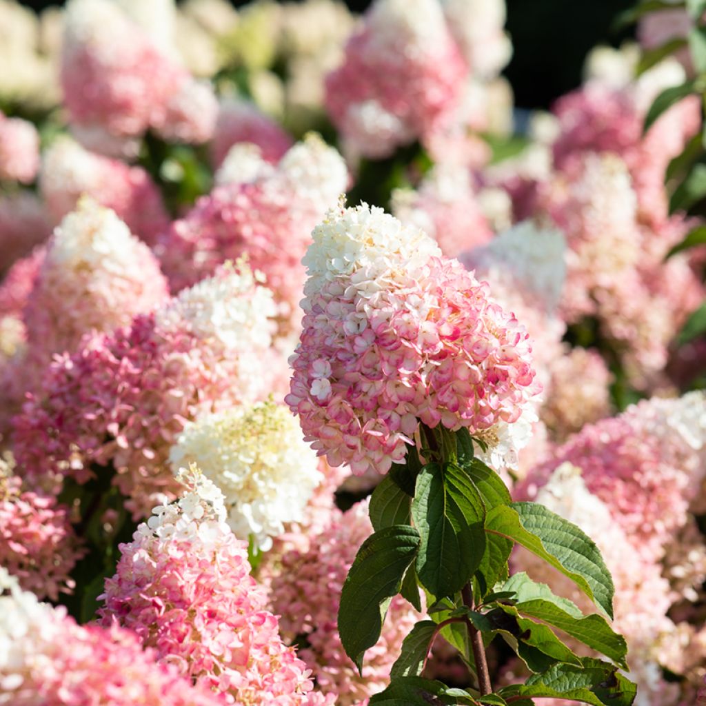 Hortênsia paniculata Living Strawberry Blossom