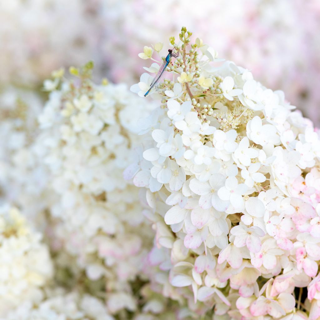 Hortênsia paniculata Living Strawberry Blossom