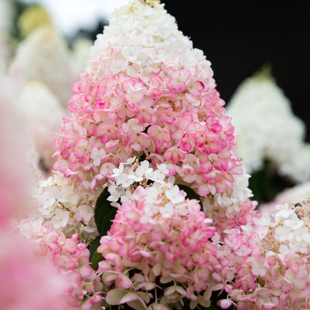 Hortênsia paniculata Living Strawberry Blossom