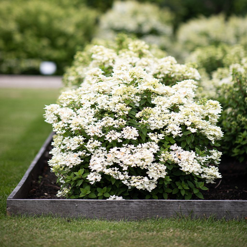 Hortênsia paniculata Living Touch of Pink