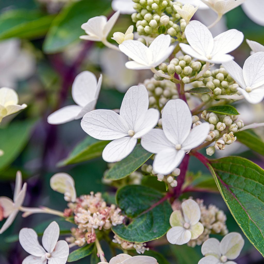 Hortênsia paniculata Magical Vesuvio