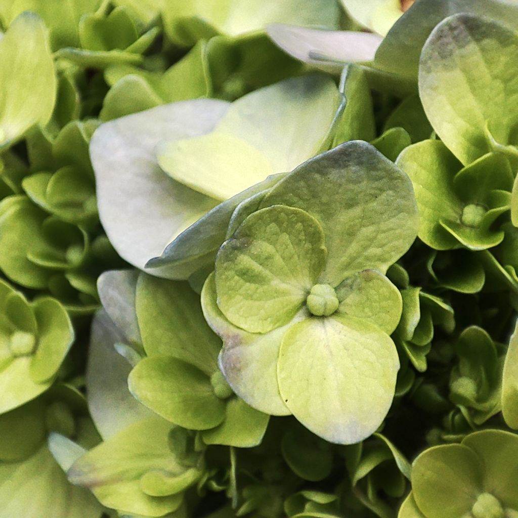 Hortênsia paniculata Mojito