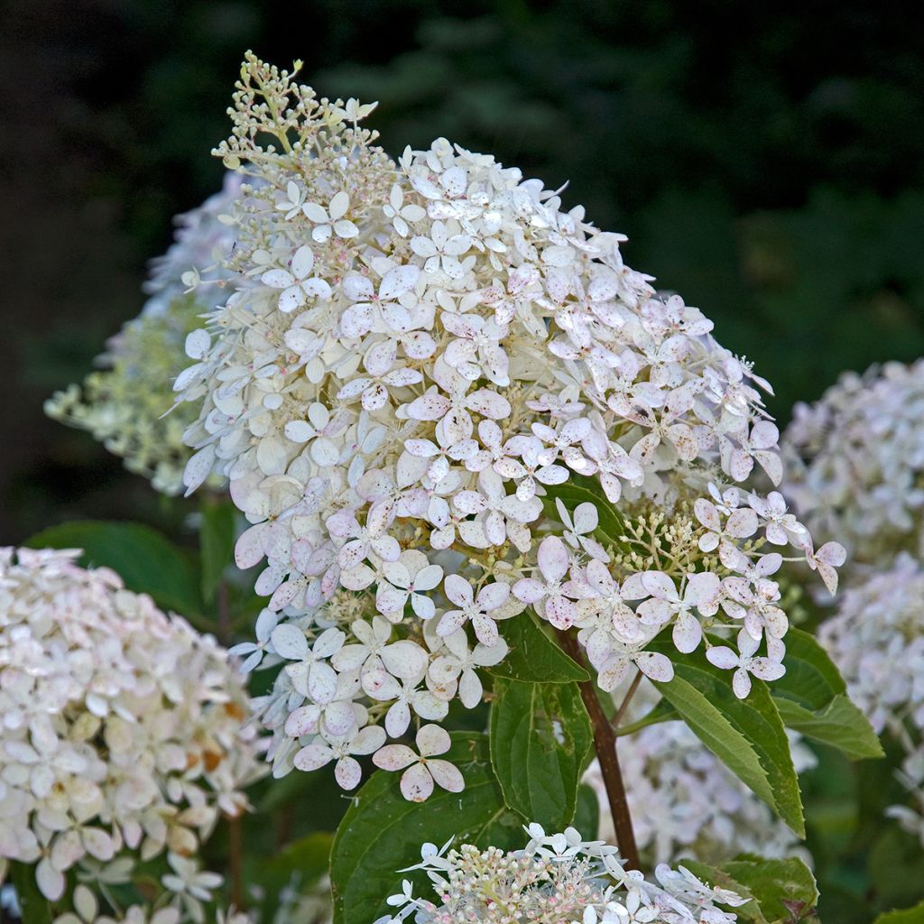 Hortênsia paniculata Phantom