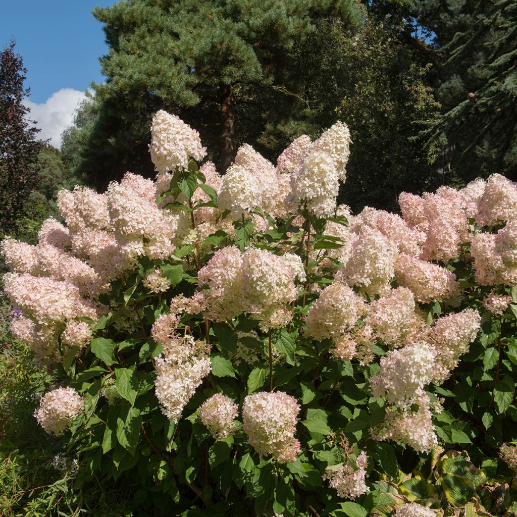 Hortênsia paniculata Phantom