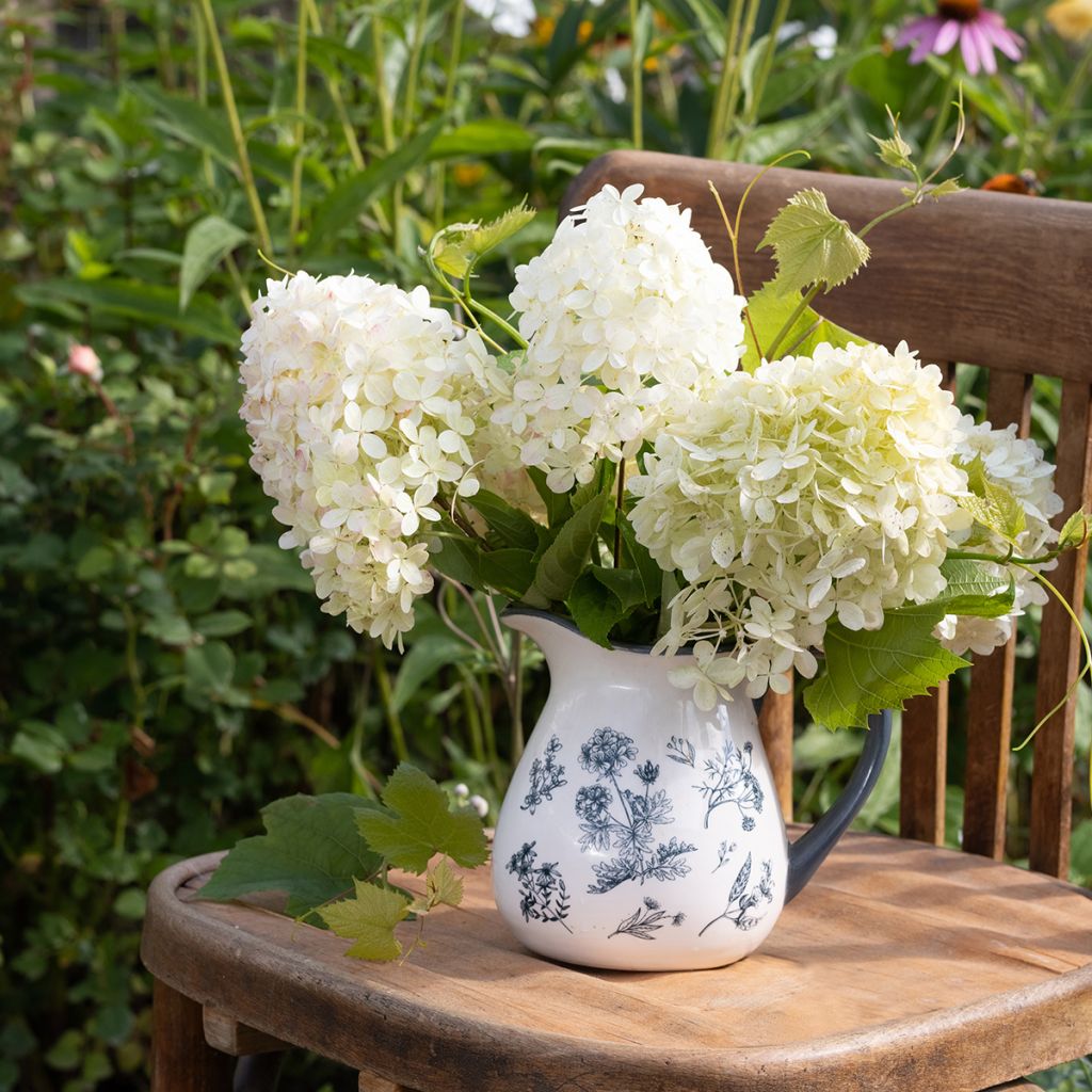 Hortênsia paniculata Phantom