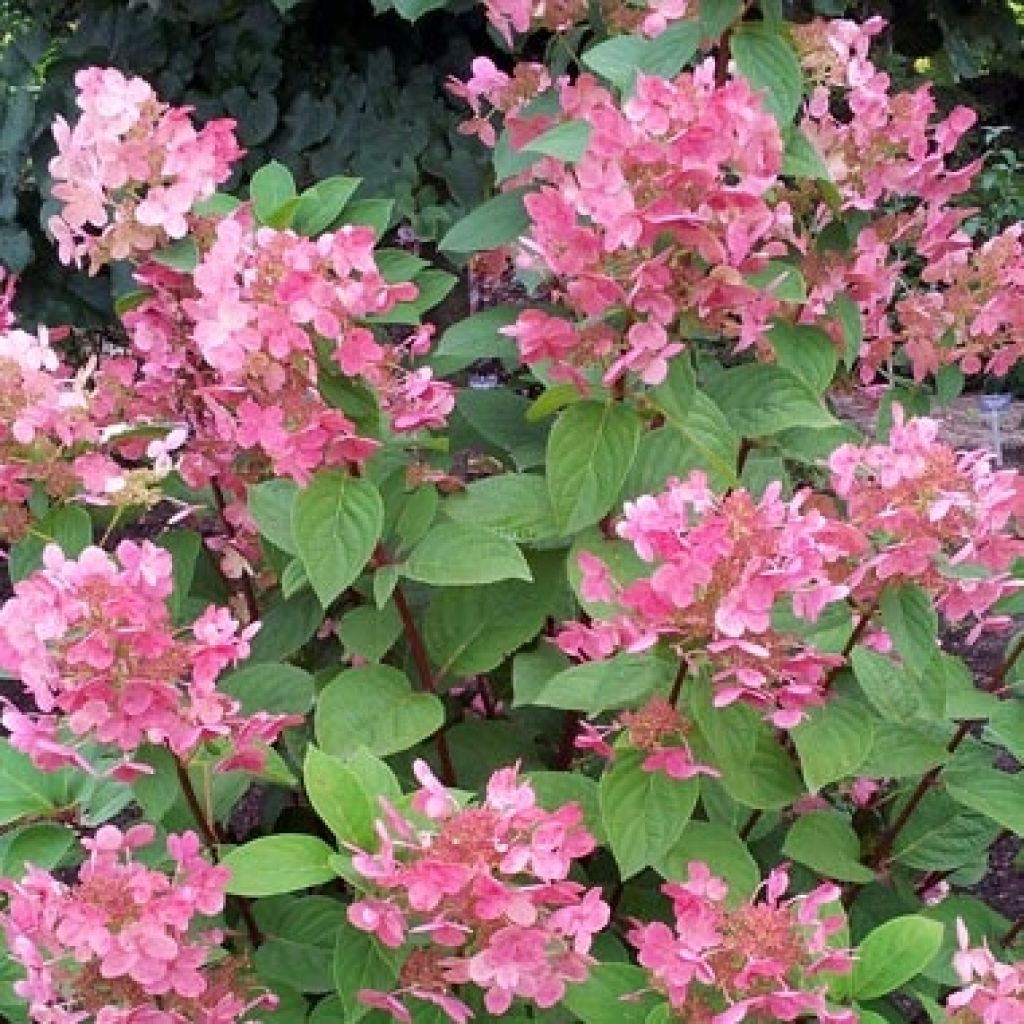 Hortênsia paniculata Pink Diamond