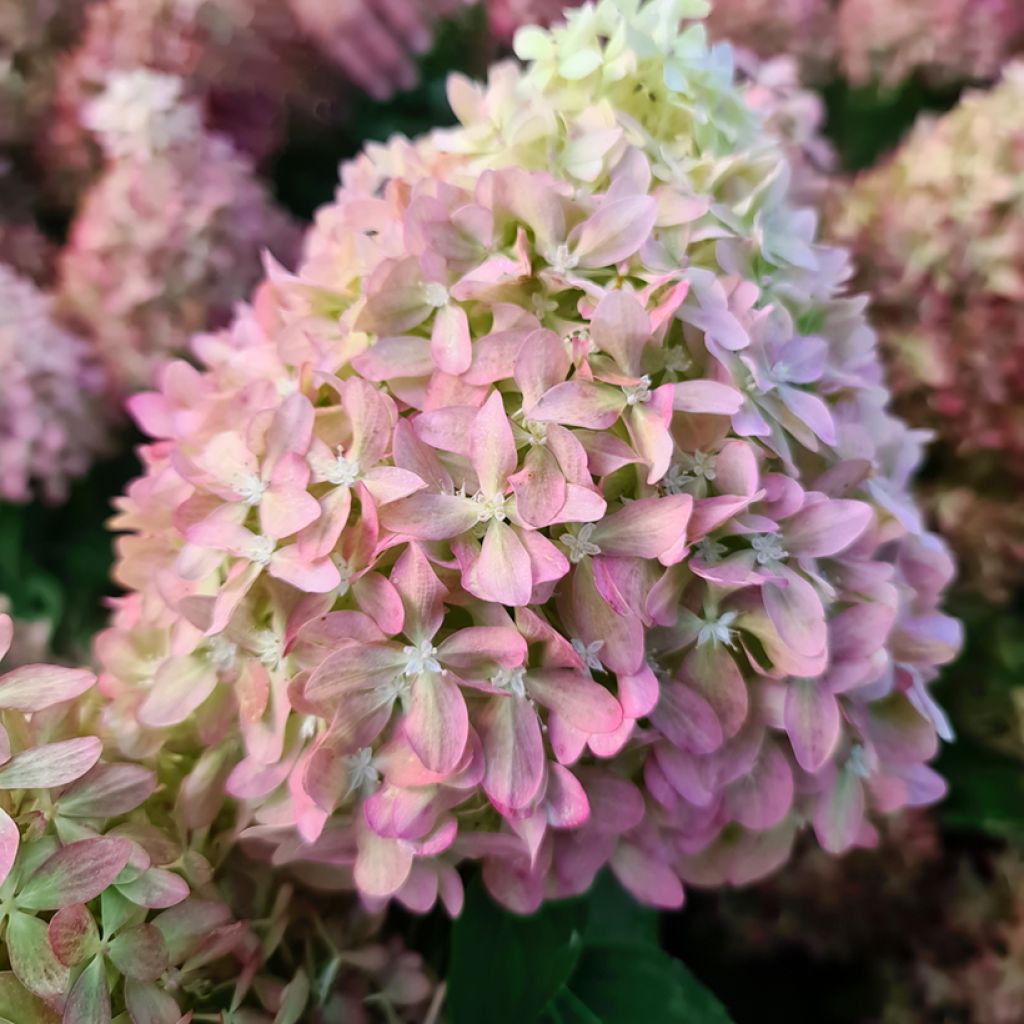 Hortênsia paniculata Anã Pixio