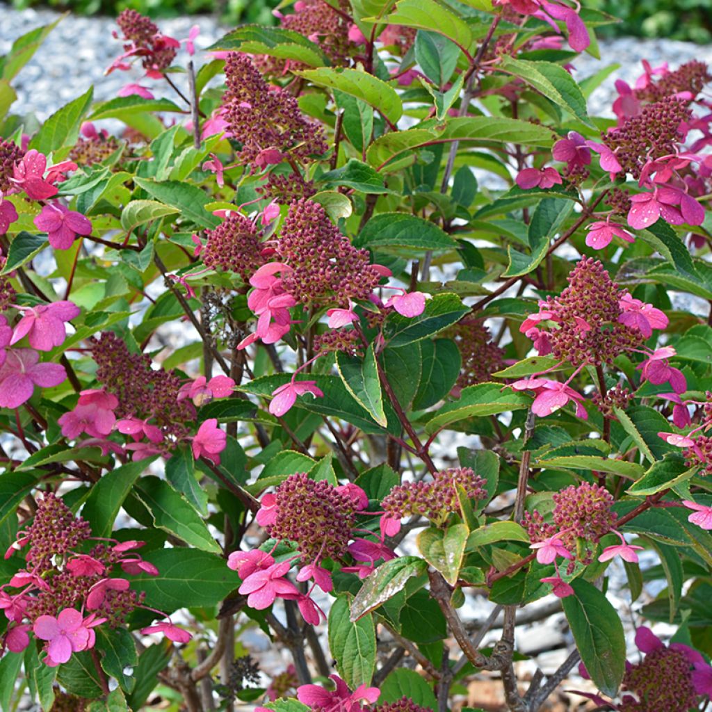 Hortênsia paniculata Prim'Red