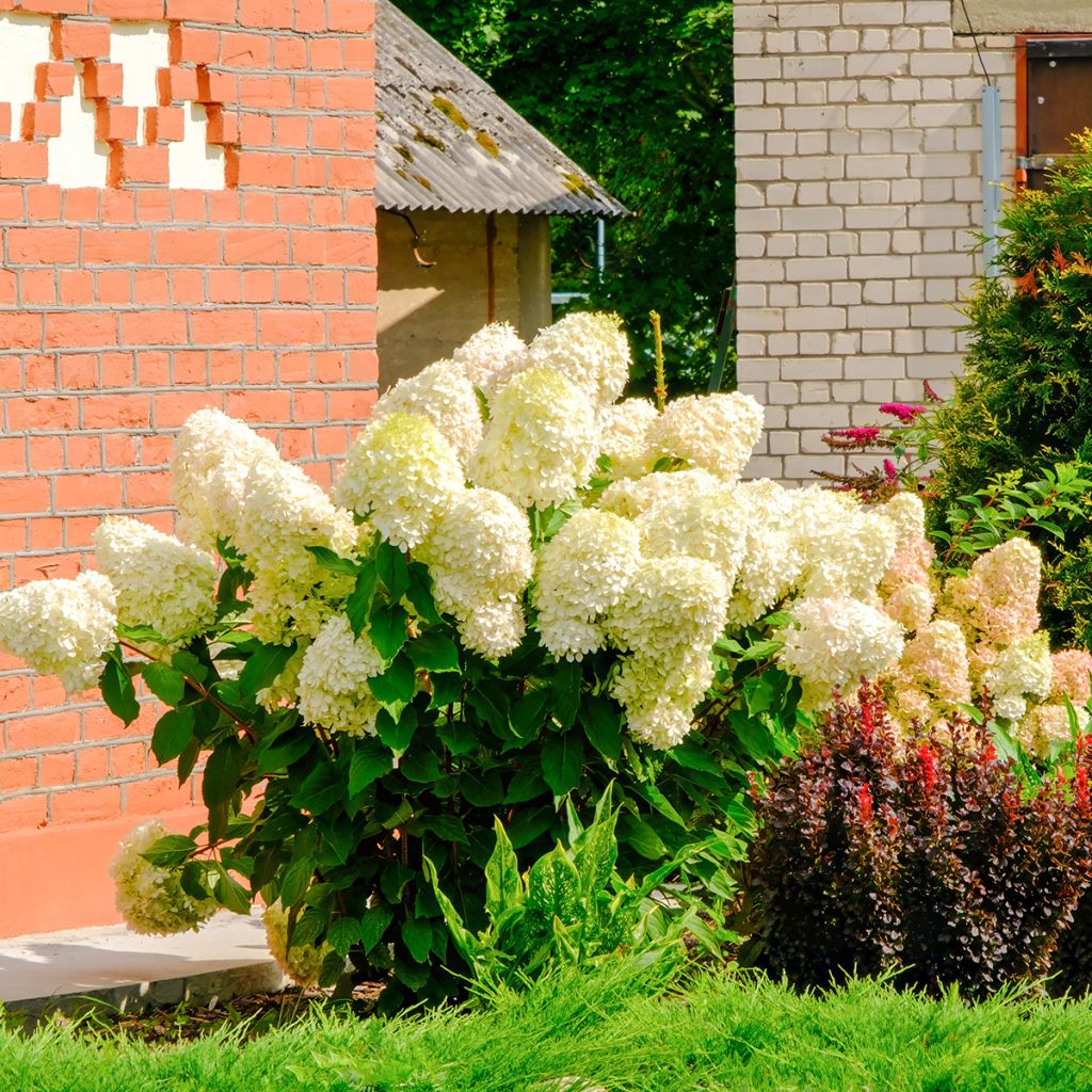 Hortênsia paniculata Sundae Fraise