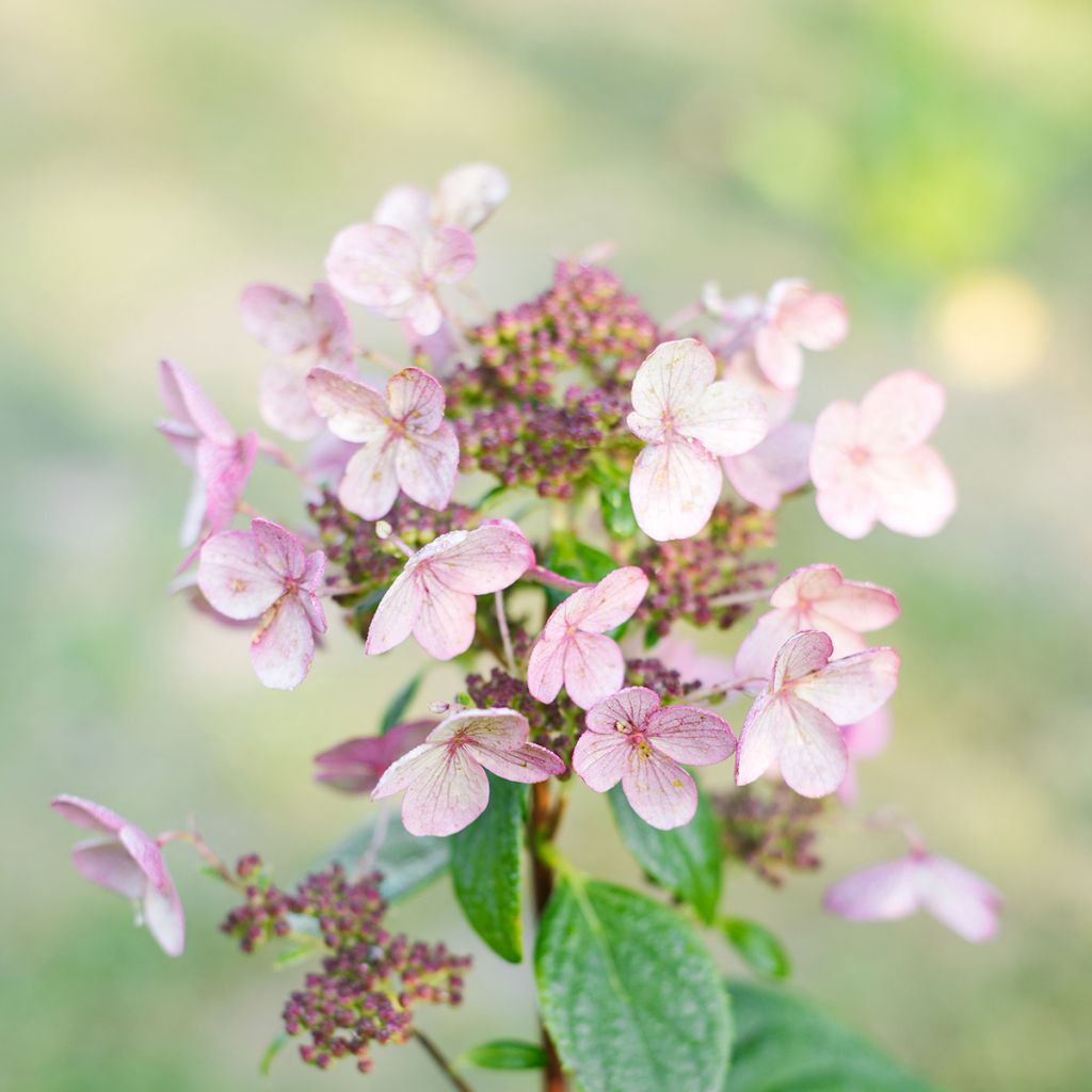 Hortênsia paniculata Wim's Red