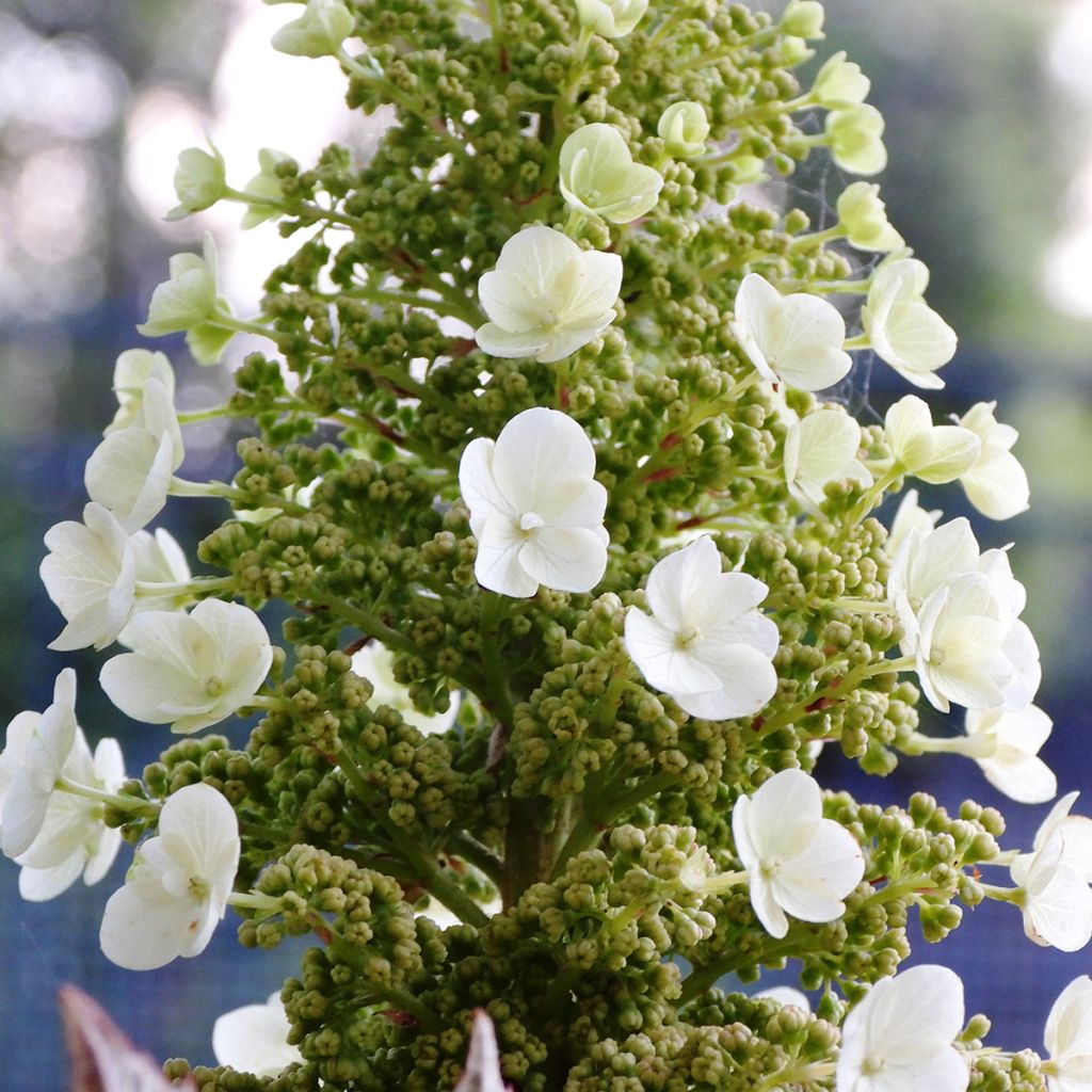 Hortênsia quercifolia Munchkin