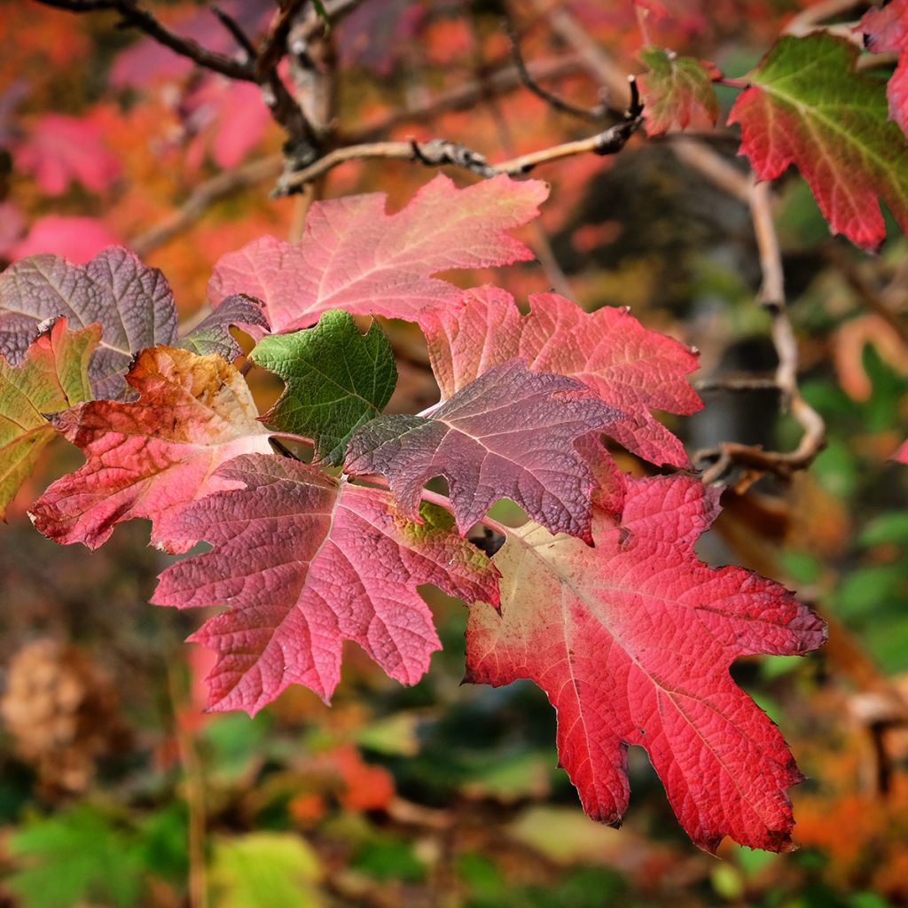 Hortênsia quercifolia Snow Queen