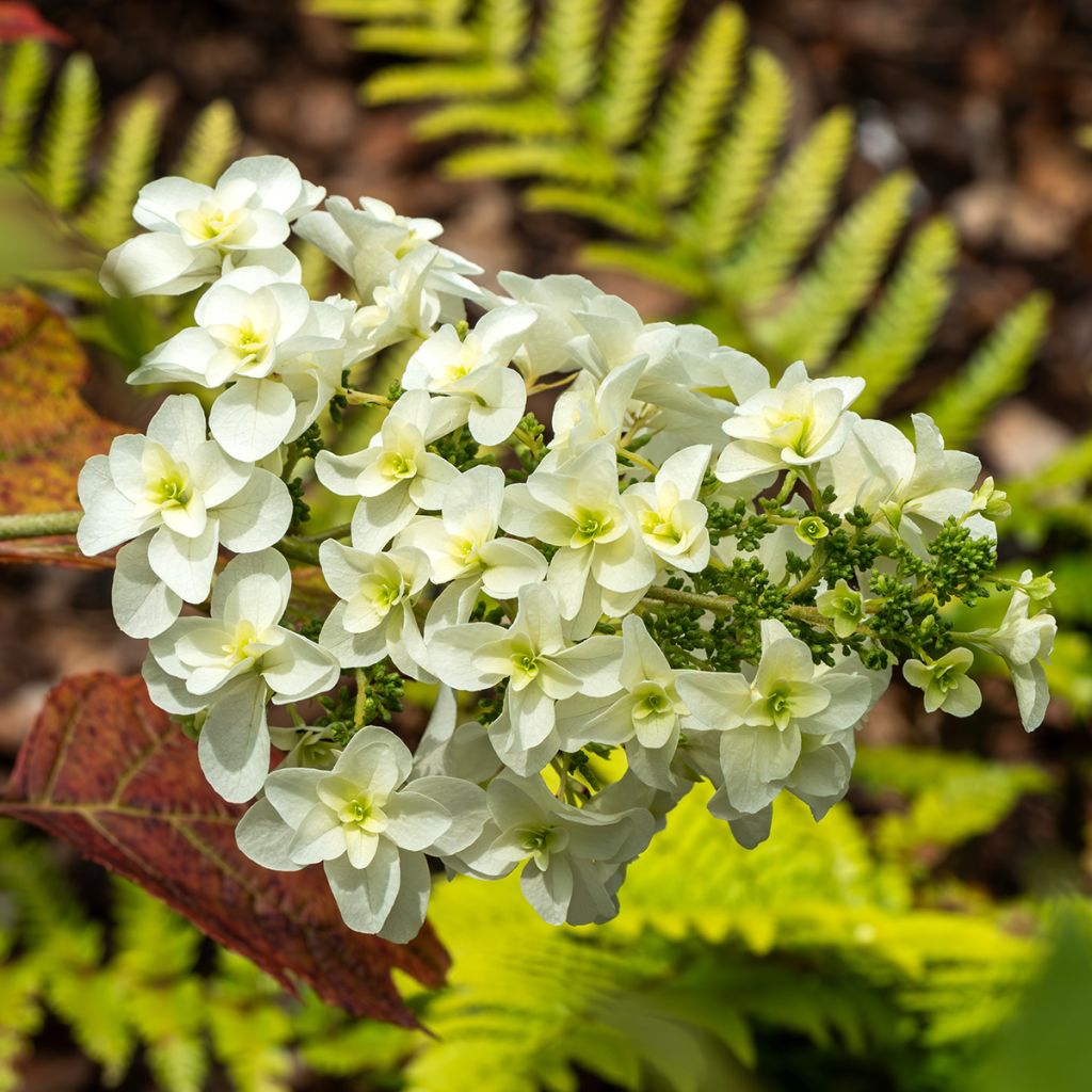 Hortênsia quercifolia Snowflake