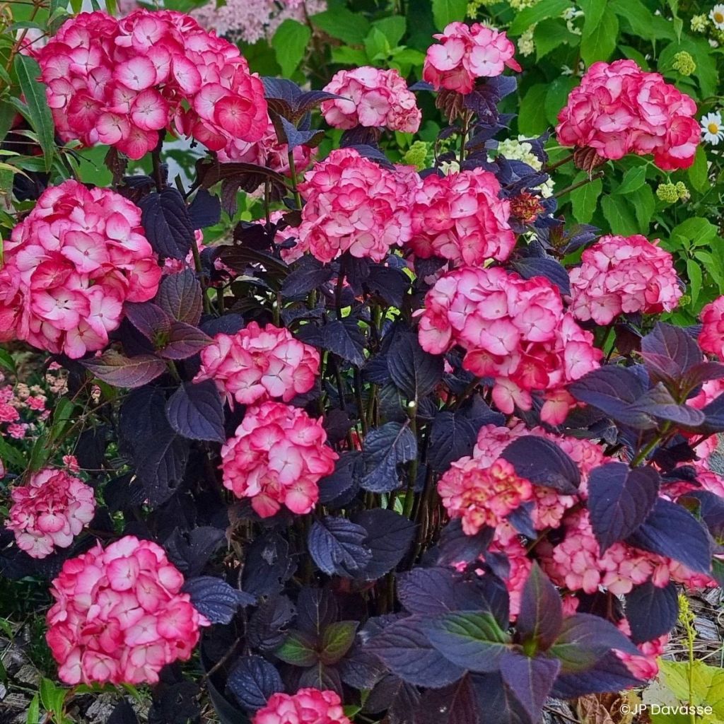 Hortênsia macrophylla Black Velvet