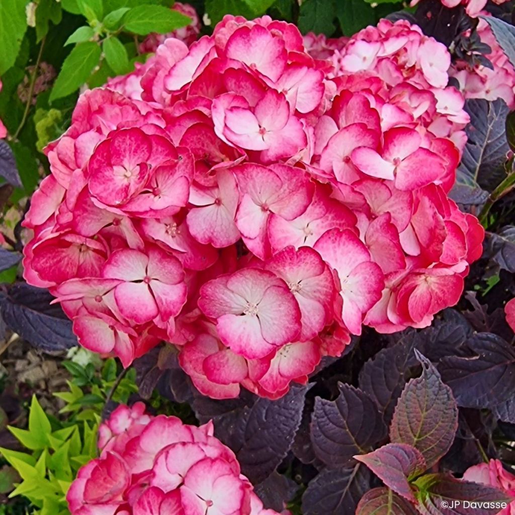 Hortênsia macrophylla Black Velvet