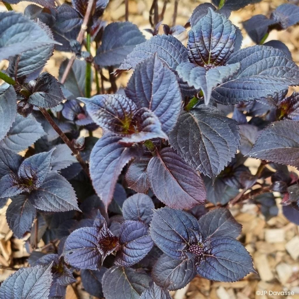 Hortênsia macrophylla Black Velvet