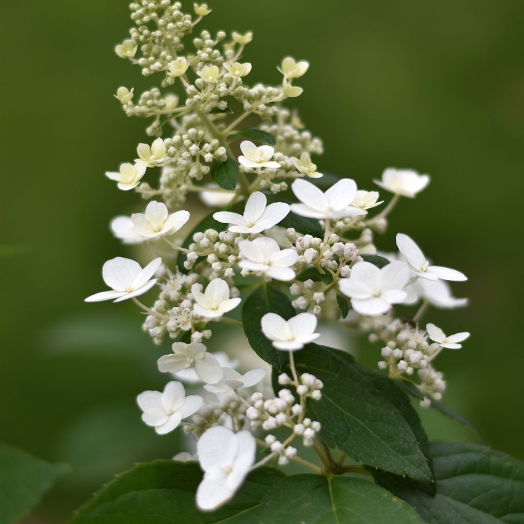 Hydrangea paniculata Butterfly - Hortênsia