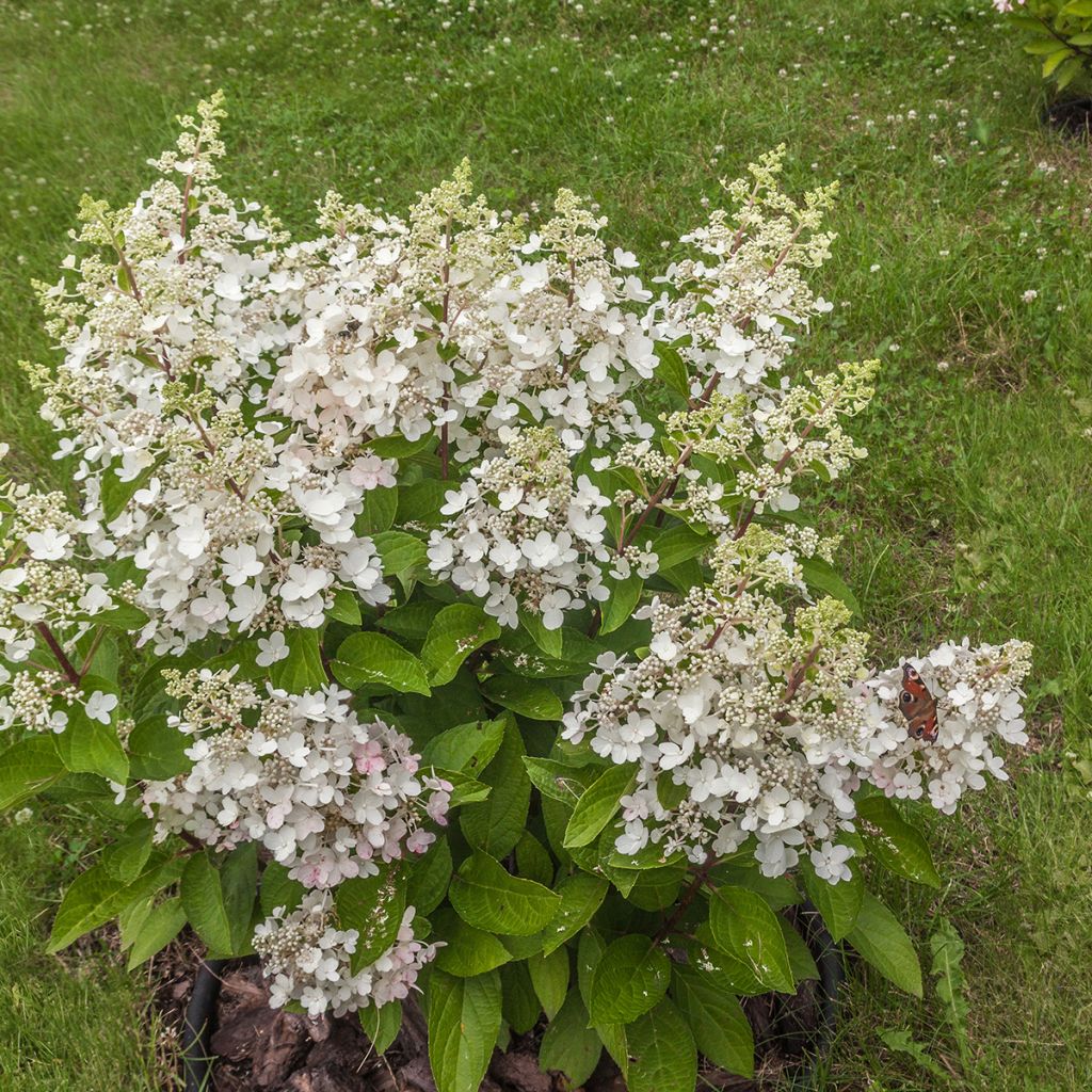 Hydrangea paniculata Butterfly - Hortênsia