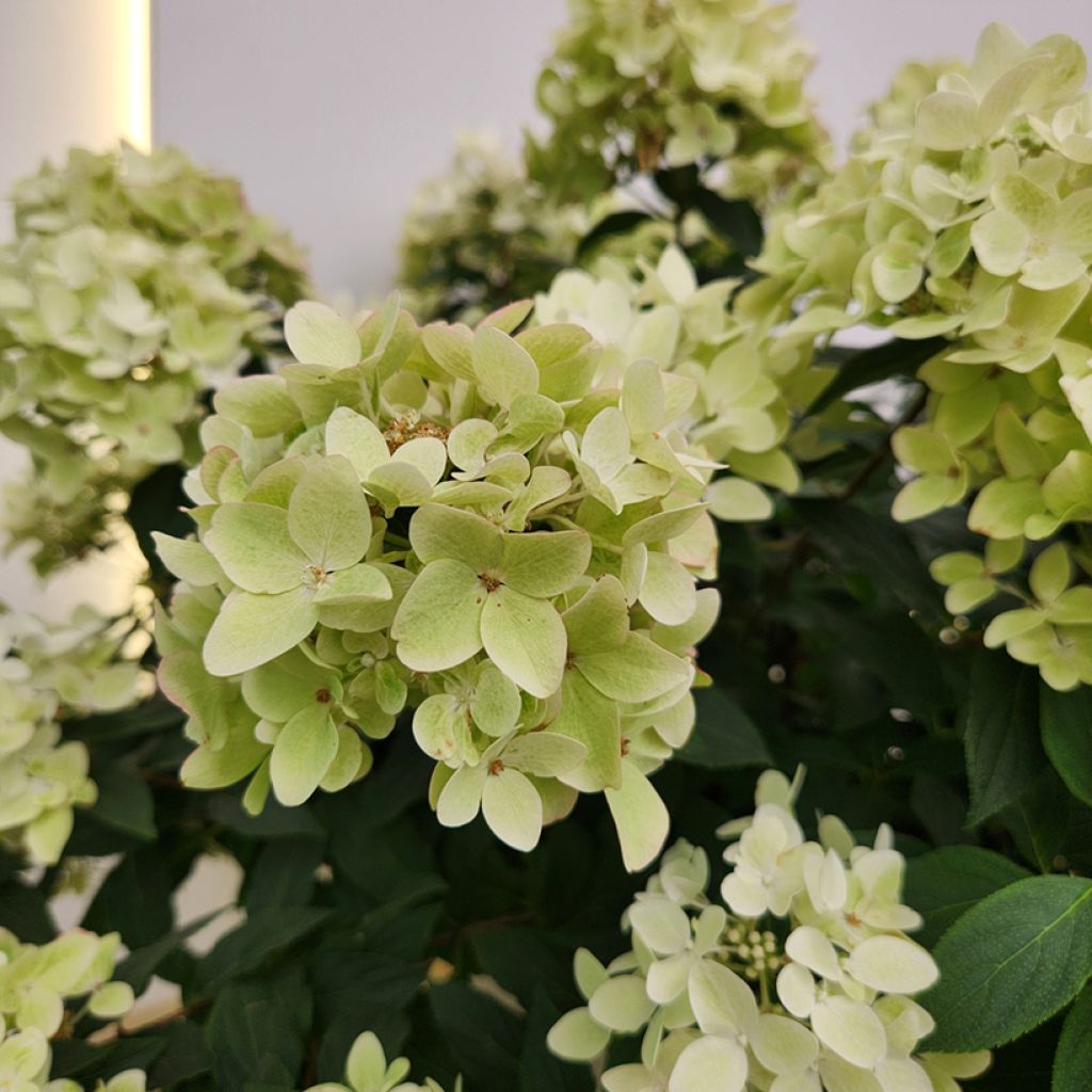 Hortênsia paniculata Anã Groundbreaker Ruby