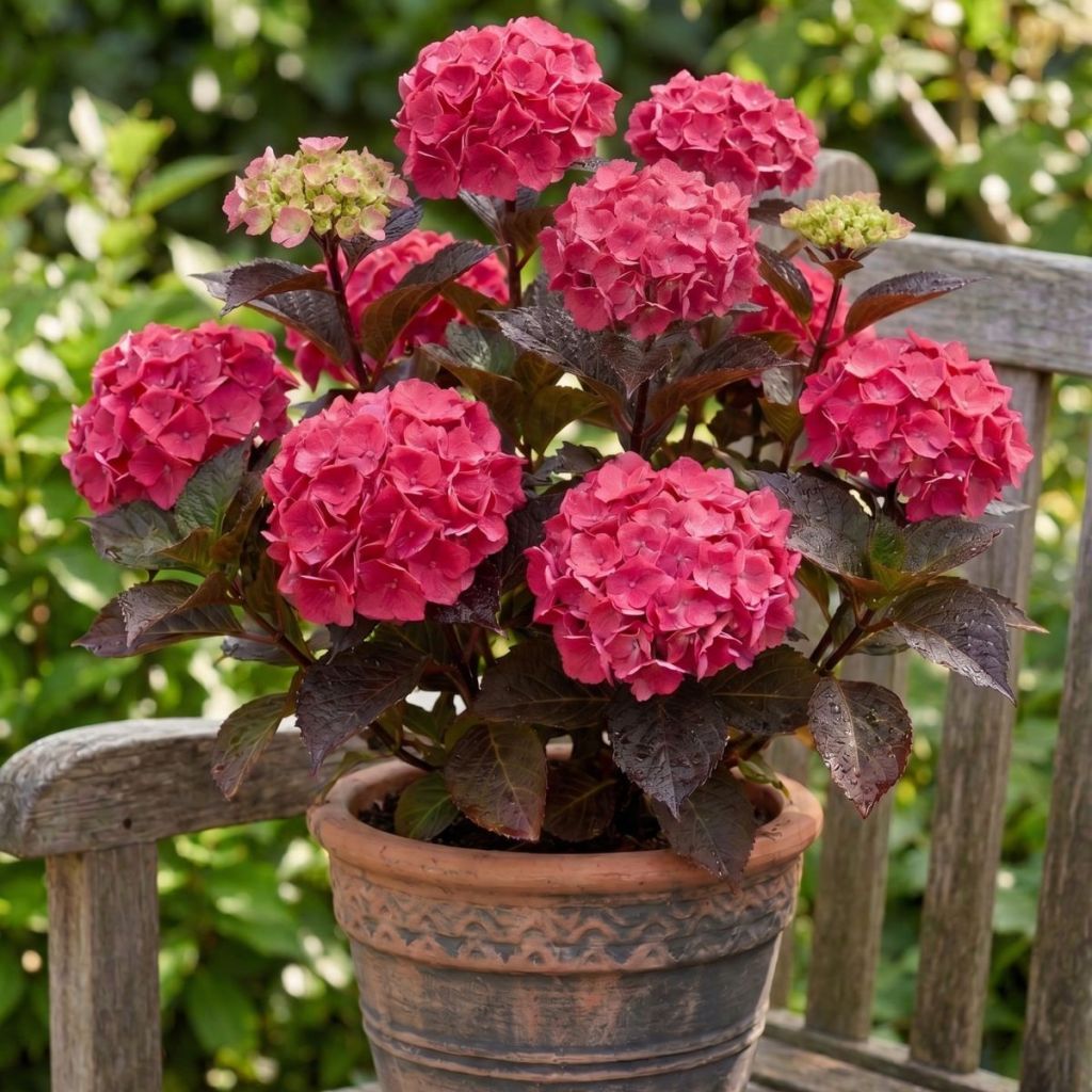 Hortênsia serrata Choco Strawberry - Hydrangea serrata